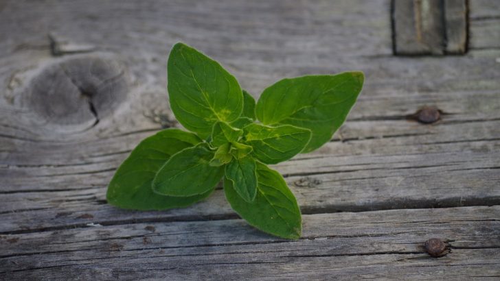 Olejek z oregano